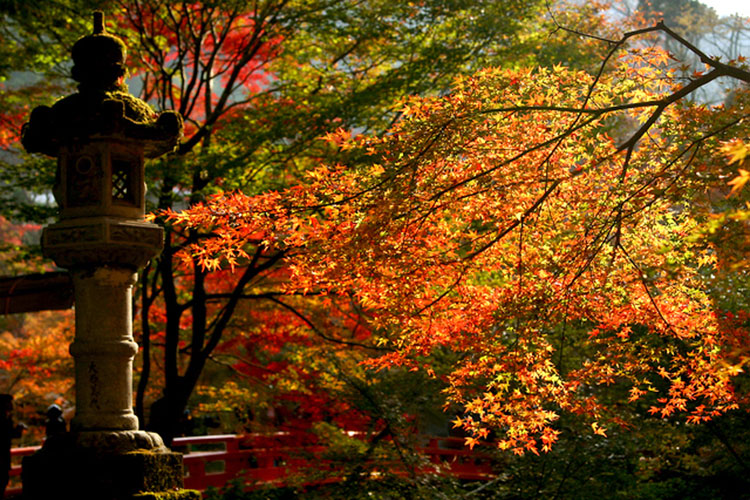 紅葉・嵐山高雄コース　イメージ