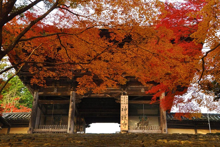 紅葉・嵐山高雄コース　イメージ