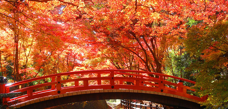 紅葉・嵐山高雄コース　イメージ