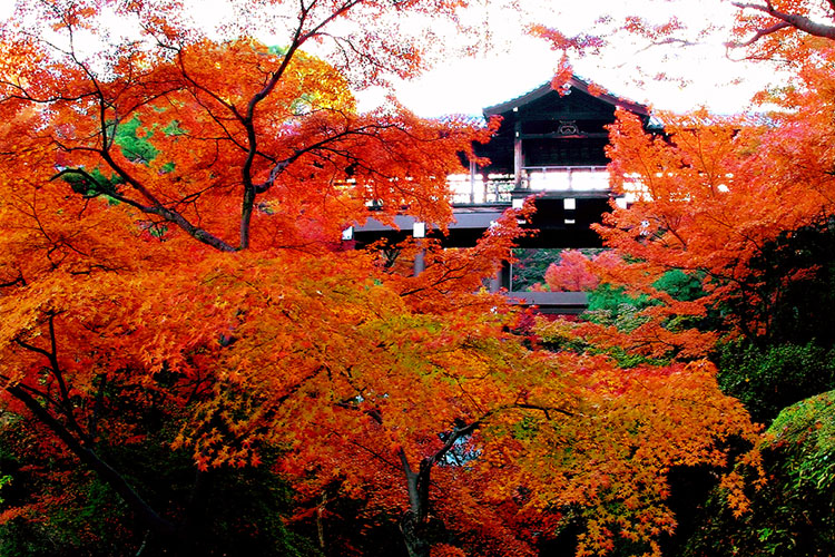 紅葉・東山コース　イメージ